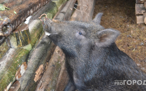 В соседней с Марий Эл области зафиксирован случай африканской чумы свиней