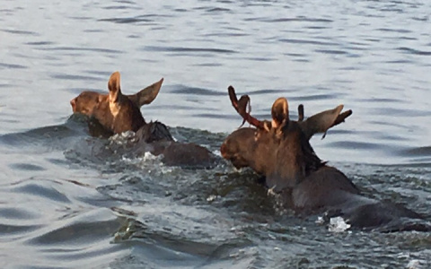 Йошкаролинец встретил пару лосей, переплывающий Волгу (ВИДЕО)