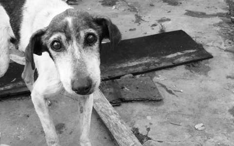 Волонтеры о сумме, которую выделят на бездомных собак в Марий Эл: «Это слишком мало!»