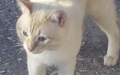 Жестокость: в Йошкар-Оле живодеры убили кота Василия ударом по голове