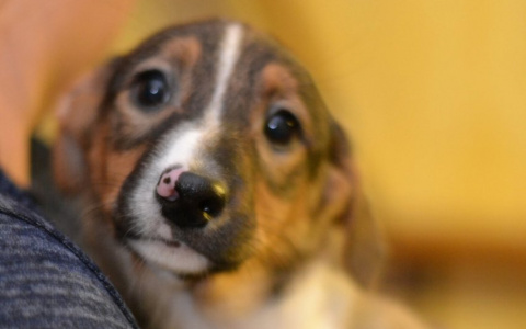 «Звездным» щенкам в Йошкар-Оле нужны игрушки, еда и семья
