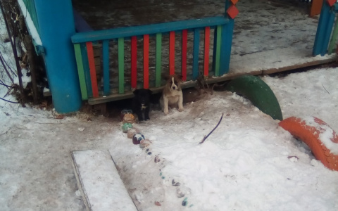 В Йошкар-Оле ищут дом семь щенят, которым грозит смерть