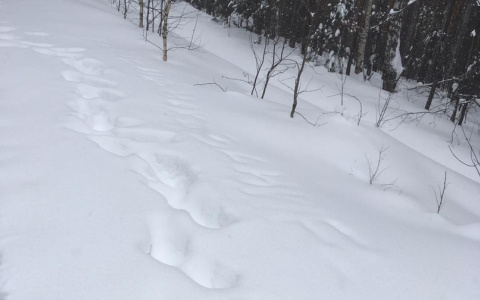 В лесу нашли тело жителя Марий Эл и загадочную надпись на снегу