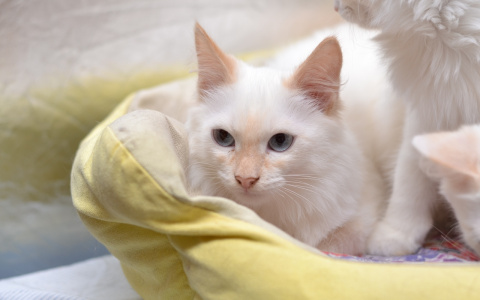 В Йошкар-Оле кот, которого спасли из «рассадника» болезней, ищет дом
