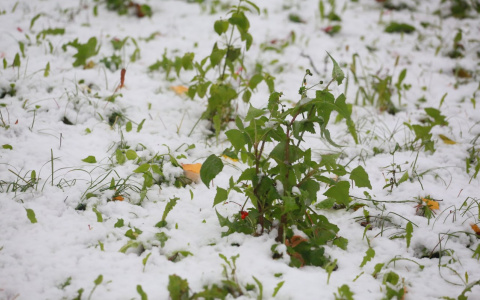 Народный синоптик из Йошкар-Олы рассчитал, выпадет ли снег в апреле