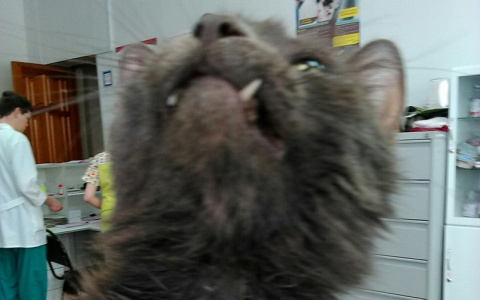 Беспощадные жители Йошкар-Олы искалечили кошку, сломав ей челюсть