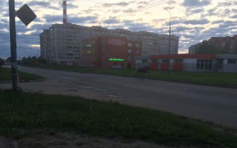Рано утром по улицам Йошкар-Олы разгуливали два лося