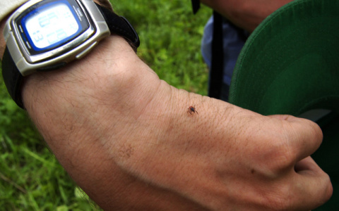 В Марий Эл зарегистрирован первый случай клещевой инфекции