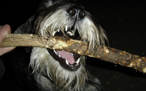 ШОК! В Йошкар-Оле обезумевшая собака едва не загрызла юного баскетболиста