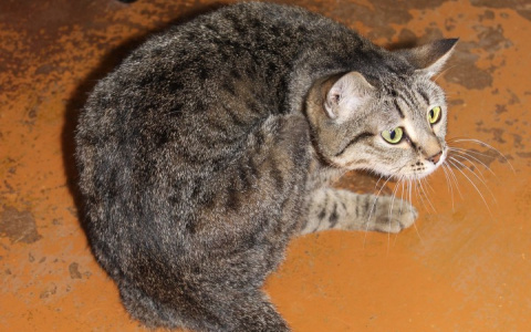 В Марий Эл 8 взрослых собак "разорвали" кошку и оставили ее без лапы