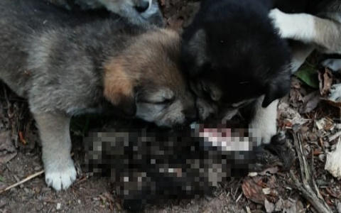 Живодеры в Йошкар-Оле топили, закапывали и ели новорожденных щенят