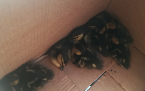 Йошкаролинец спас от смерти на дороге девять утят, прижавшихся к бордюру  