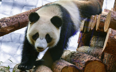 Йошкаролинцы могут увидеть больших панд