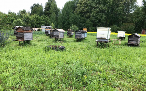 Из-за массовой гибели пчел в Марий Эл могут вырасти цены на мед