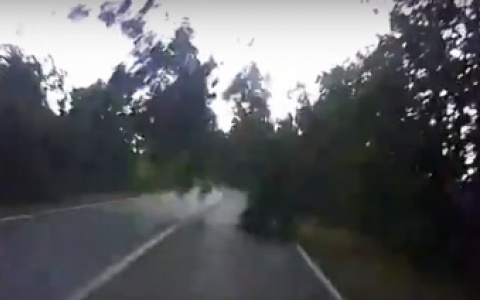 В метре от трагедии: в Марий Эл рухнувшее дерево чудом не убило водителя авто (ВИДЕО)
