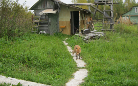 Интересное соседство: в Марий Эл лиса ворует корм у кошек