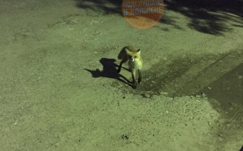 В Марий Эл бесстрашная лисичка бегает по дворам города