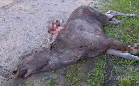 Лоси спровоцировали два ДТП на трассах Марий Эл