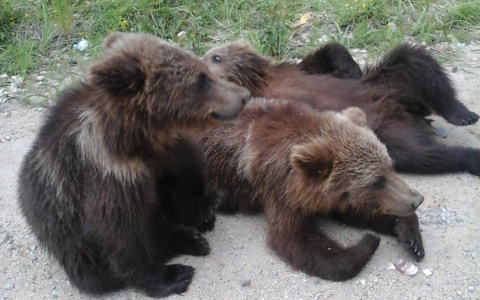 Специалисты рассказали жителям Марий Эл, что делать при встрече с медведем