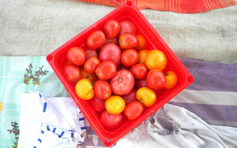 «Лучше отказаться от них на всегда»: кардиолог рассказал о вреде помидоров