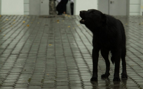 Осторожно, злая собака: в Марий Эл объявили карантин по бешенству