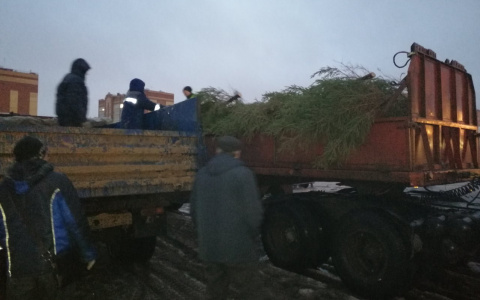 «Верните их обратно в лес»: во дворах Йошкар-Олы установили новогодние ели