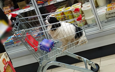 В Йошкар-Оле четвероногие "атакуют" местные супермаркеты