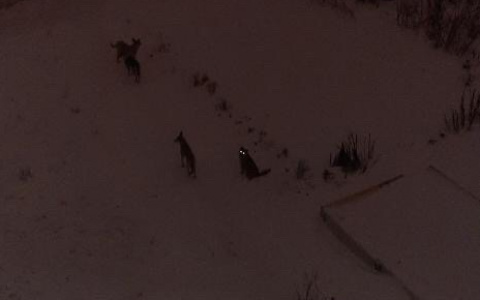 В пригороде Йошкар-Олы по улицам бегает стая бродячих собак