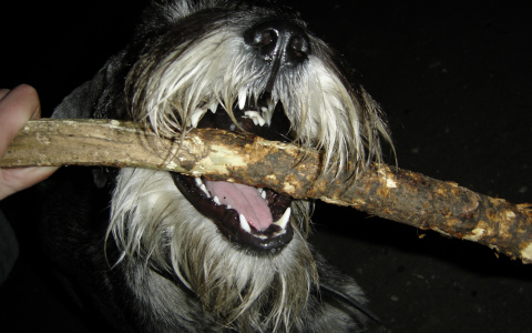 В Йошкар-Оле нашли истерзанного собаками мужчину