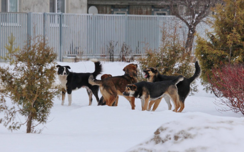 «И эта проблема никого не волнует»: на окраине Йошкар-Олы стая бродячих собак пугает прохожих