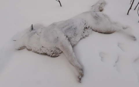 «Городские службы бездействуют!»: на Тургенева в Йошкар-Оле нашли мертвое животное