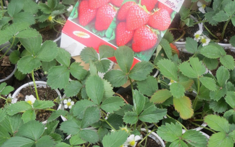 Стало известно, кому в Марий Эл грозит налог на дачу