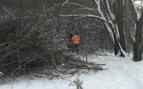 В Йошкар-Оле начали вырубать сосновку для строительства магистрали за пять миллиардов