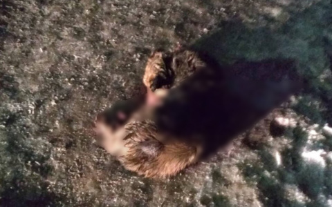 «На ней был ошейник»: в пригороде Йошкар-Олы водитель маршрутки сбил собаку