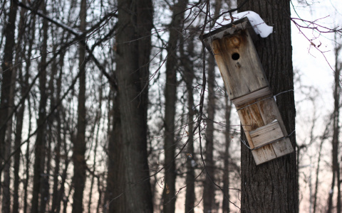 На Ленинском проспекте в кустах нашли замерзшее тело йошкаролинки