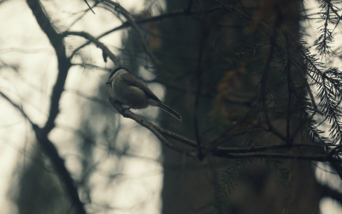 Синоптик-любитель из Йошкар-Олы предсказывает необычную погоду в марте