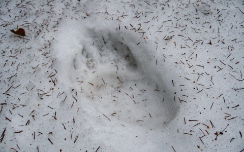 В лесах Марий Эл просыпаются медведи после спячки