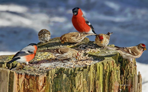 Синоптики обещают жителям Марий Эл «жаркий» март