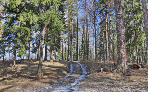 Советы для йошкаролинцев: можно ли гулять с детьми во время карантина