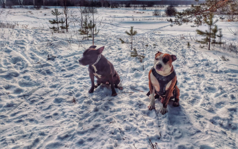 Советы для йошкаролинцев: как правильно выгуливать собаку на самоизоляции