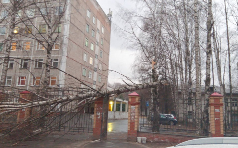 Последствия сильного ветра в Йошкар-Оле: сломанные деревья перекрывают дороги