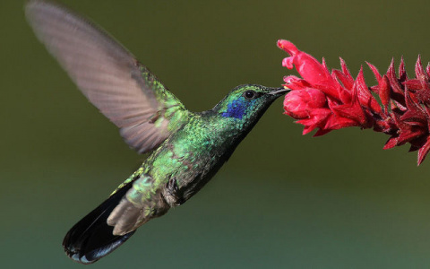 Тест дня: узнайте, дух какого животного в тебе поселился