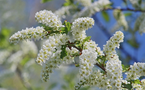 О погоде в Йошкар-Оле — на рабочей неделе ожидается солнце, дождь и туман