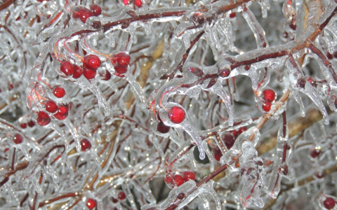 МЧС предупредило о наступающих в Марий Эл заморозках