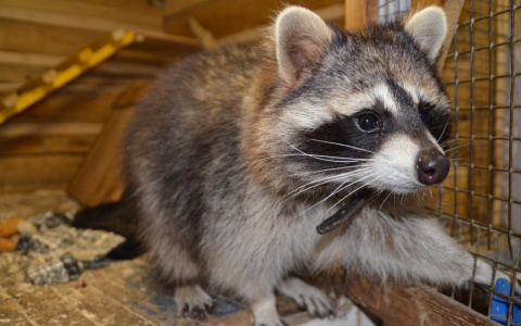 Жильцы Медведевского зоопарка ждут вкусняшек от йошкаролинцев