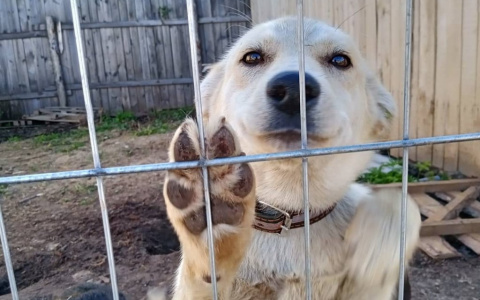 «Почему не государство?»: в Йошкар-Оле строится частный приют для животных