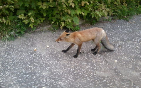 Глава Марий Эл ввел карантин по бешенству на территории республики
