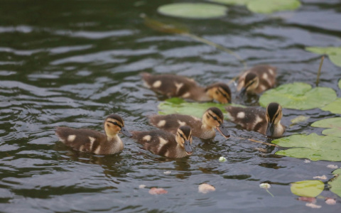 Самое милое преступление в истории: в Марий Эл разыскивают похитителя утят
