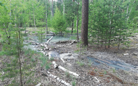 В Марий Эл «Водоканал» сливал отходы в лесной массив