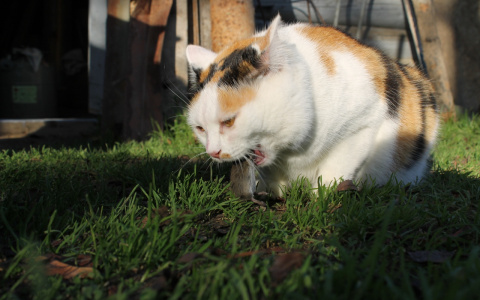 Внимание, грызуны: жители Марий Эл заразились мышиной лихорадкой